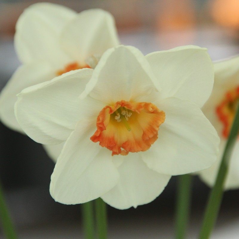 Narcissus 'Eyelet' Narcissus 'Eyelet'