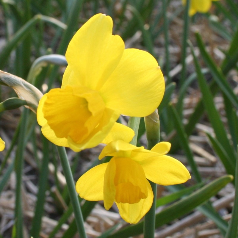 Narcissus 'Flycatcher'
Narcissus 'Flycatcher'