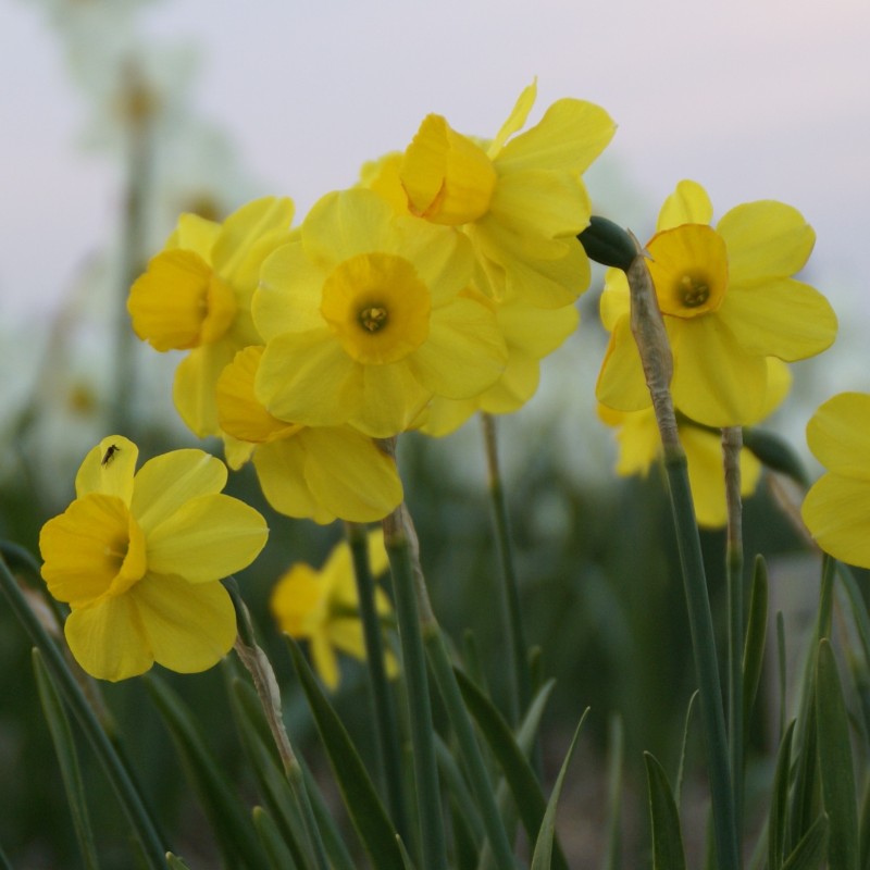 Narcissus 'Flycatcher'
Narcissus 'Flycatcher'