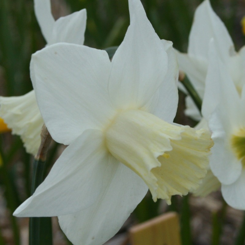 Narcissus 'Frostkist' Narcissus 'Frostkist'