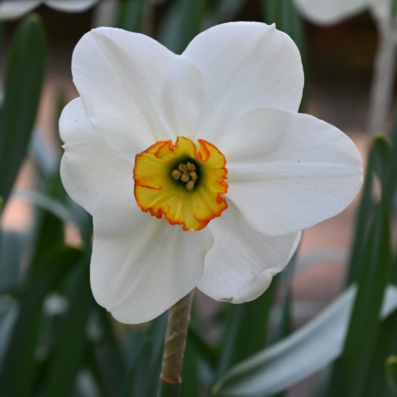 Narcissus 'Goose Green' Narcissus 'Goose Green'