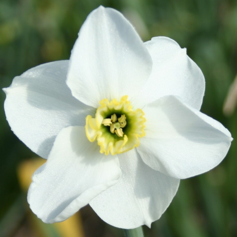 Narcissus 'Hexworthy' Narcissus 'Hexworthy'