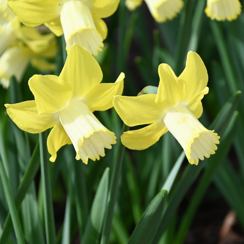 Narcissus 'Inca' Narcissus 'Inca'