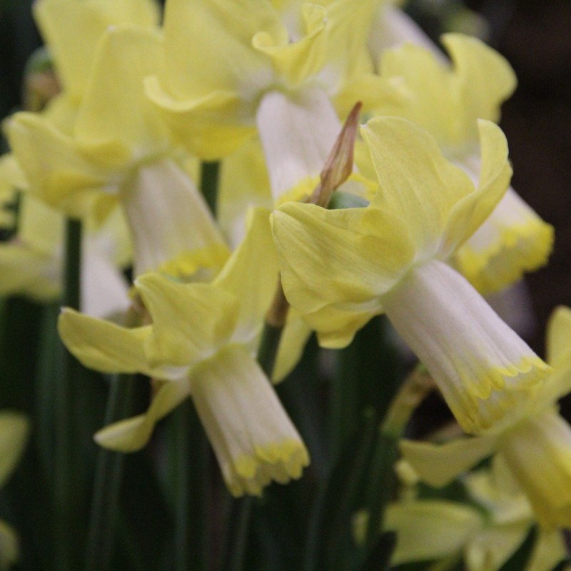 Narcissus 'Inca' Narcissus 'Inca'