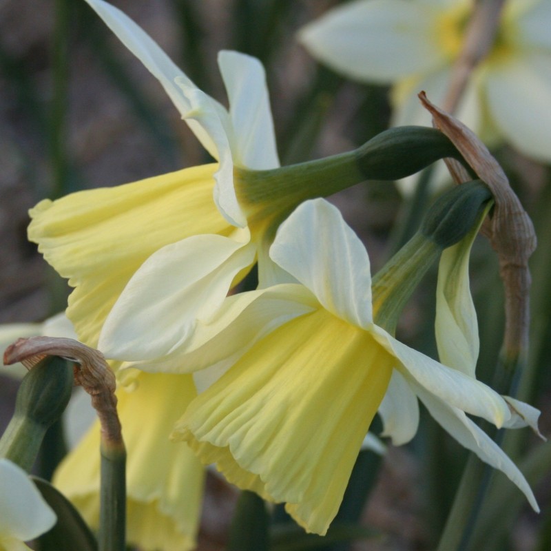 Narcissus 'Johanna' Narcissus 'Johanna'