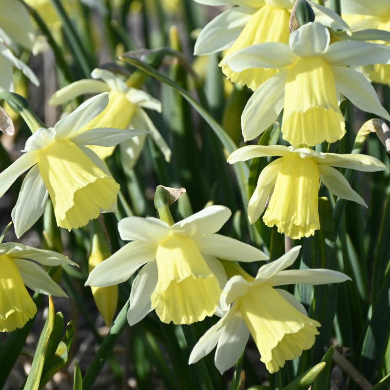 Narcissus 'Johanna' Narcissus 'Johanna'