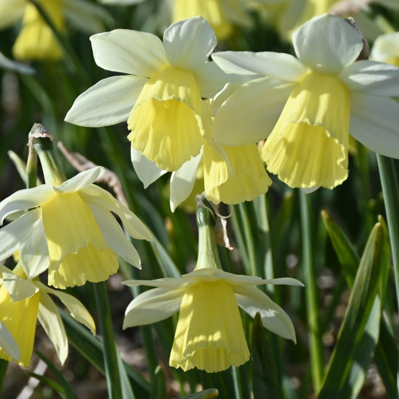 Narcissus 'Johanna' Narcissus 'Johanna'