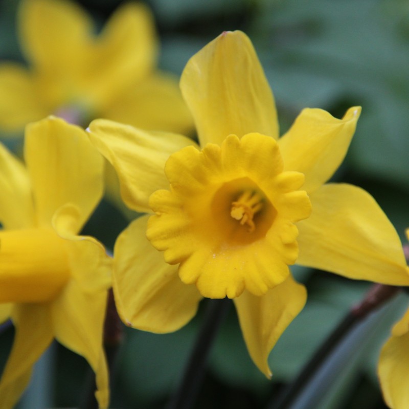 Narcissus 'King Alfred' Narcissus 'King Alfred'