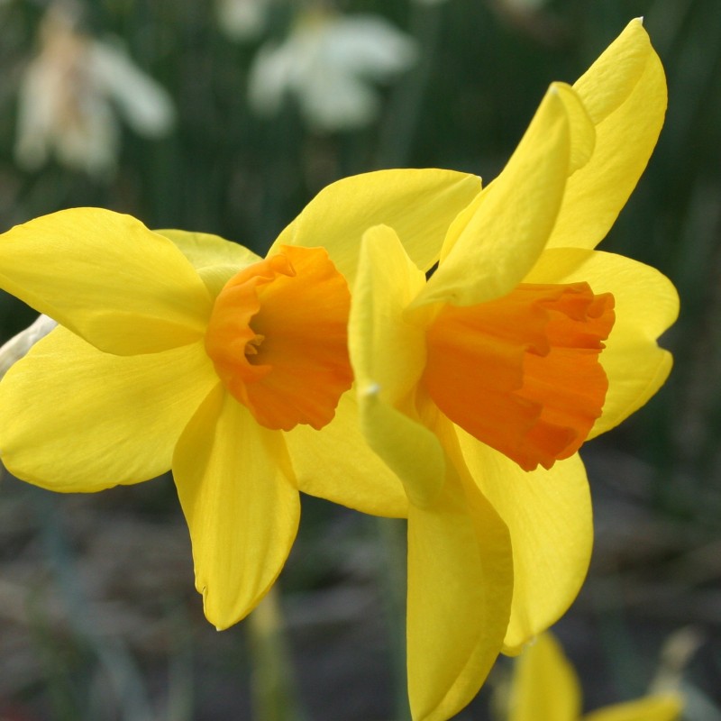 Narcissus 'Kinglet' Narcissus 'Kinglet'