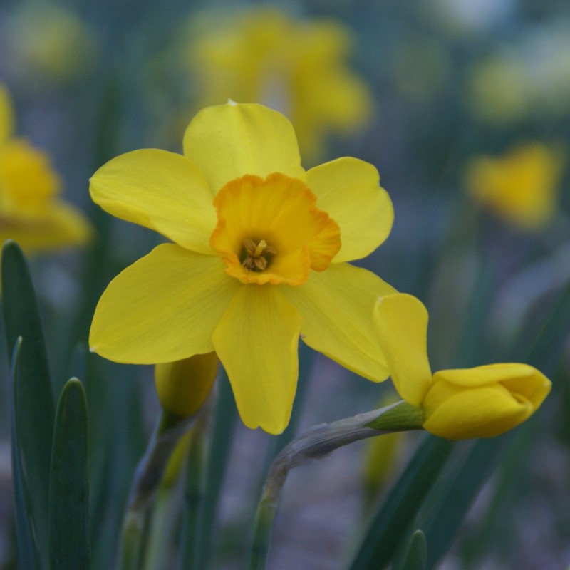 Narcissus 'Kinglet' Narcissus 'Kinglet'
