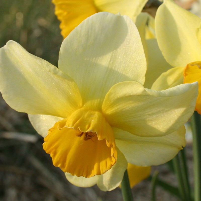 Narcissus 'Larkelly' Narcissus 'Larkelly'