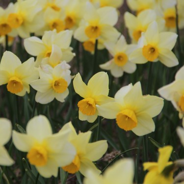 Narcissus 'Larkelly' Narcissus 'Larkelly'