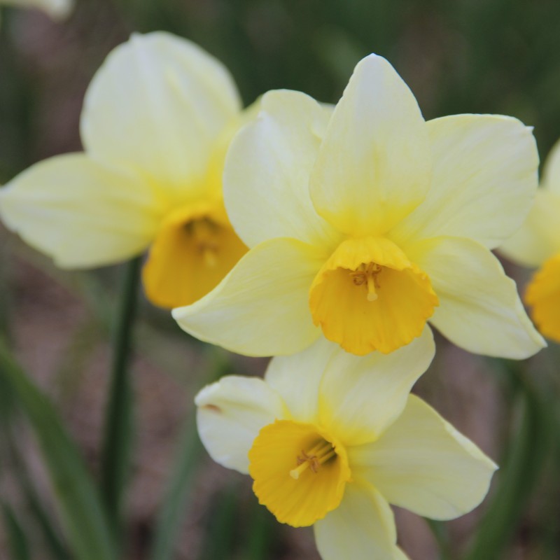 Narcissus 'Larkelly' Narcissus 'Larkelly'