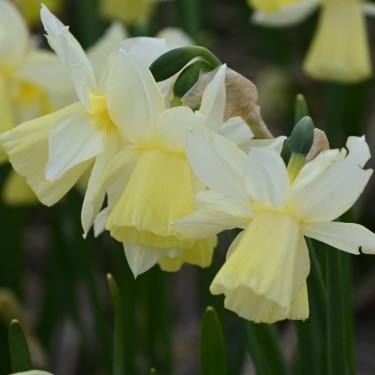 Narcissus 'Lemon Heart'