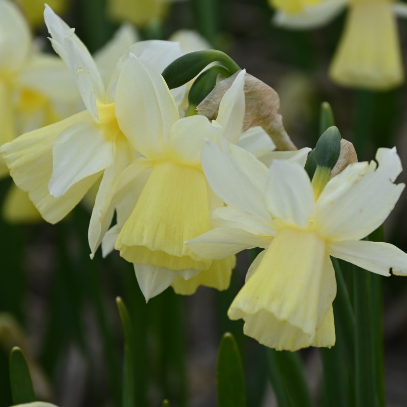 Narcissus 'Lemon Heart' Narcissus 'Lemon Heart'