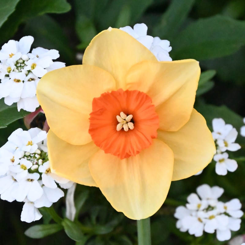 Narcissus 'Limbo' Narcissus 'Limbo'
