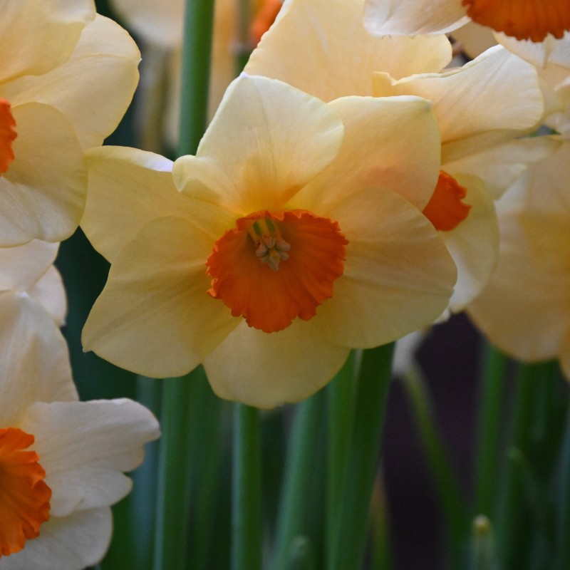 Narcissus 'Limbo' Narcissus 'Limbo'