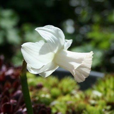 Narcissus 'Mary Lou'