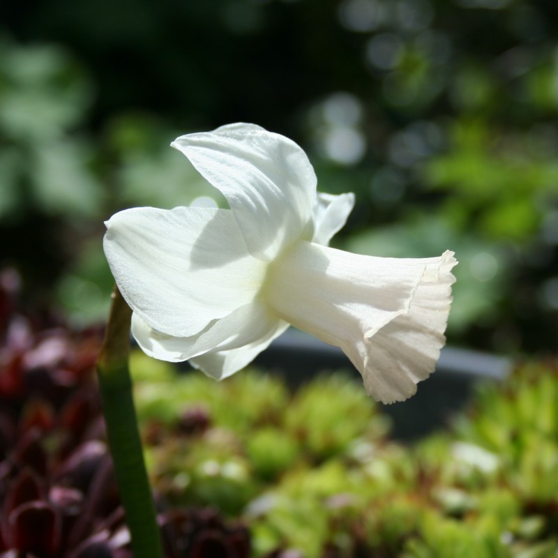 Narcissus 'Mary Lou' Narcissus 'Mary Lou'