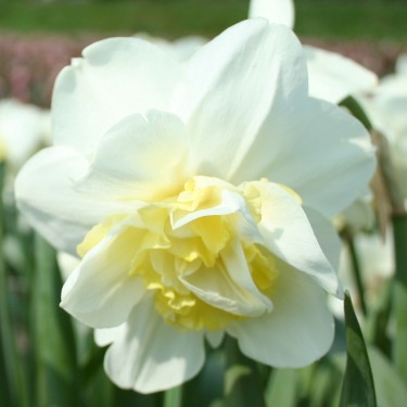 Narcissus 'Odyssey'