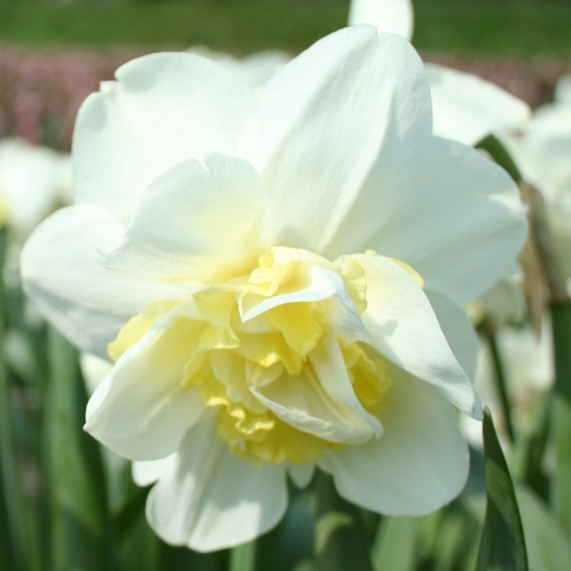 Narcissus 'Odyssey'