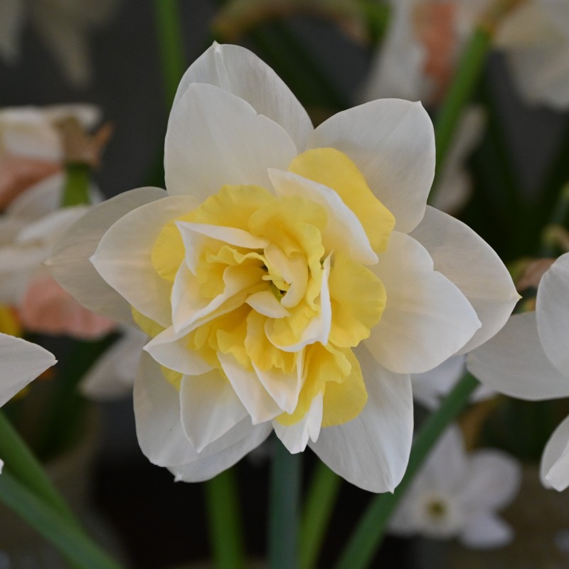 Narcissus 'Odyssey'