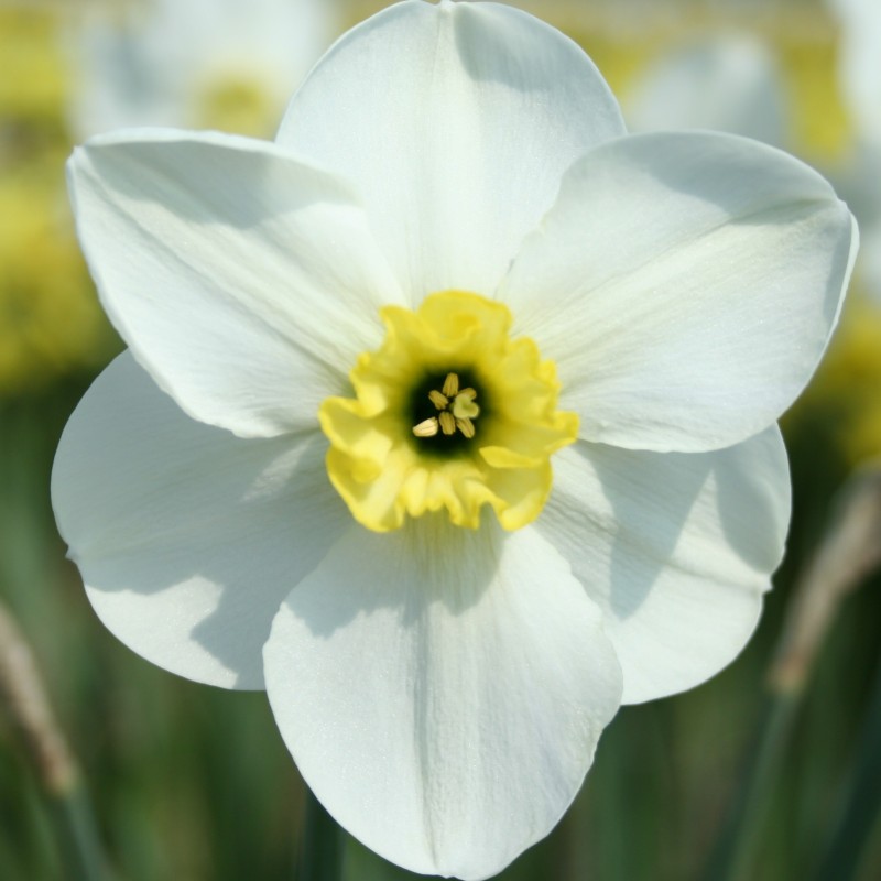 Narcissus 'Oykel' Narcissus 'Oykel'