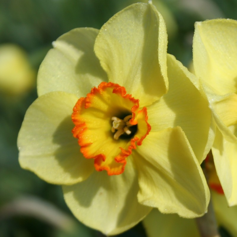 Narcissus 'Painted Desert' Narcissus 'Painted Desert'