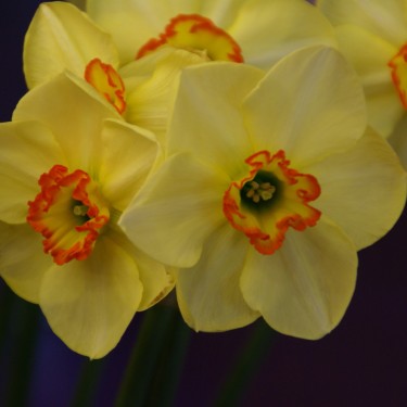 Narcissus 'Painted Desert' Narcissus 'Painted Desert'