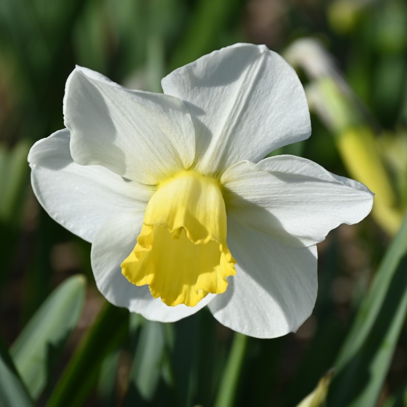 Narcissus 'Parterre' Narcissus 'Parterre'