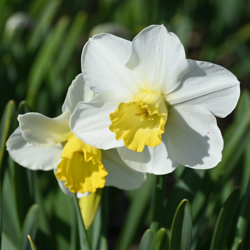 Narcissus 'Parterre' Narcissus 'Parterre'