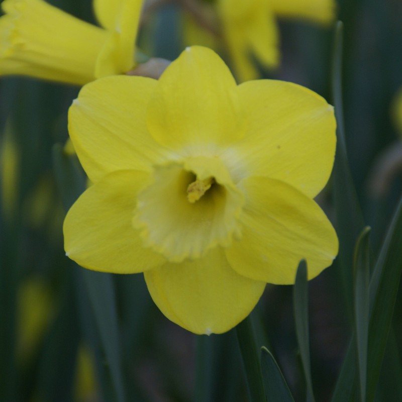 Narcissus 'Pay Day' Narcissus 'Pay Day'
