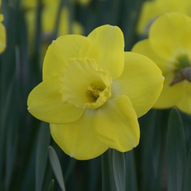 Narcissus 'Pay Day' Narcissus 'Pay Day'