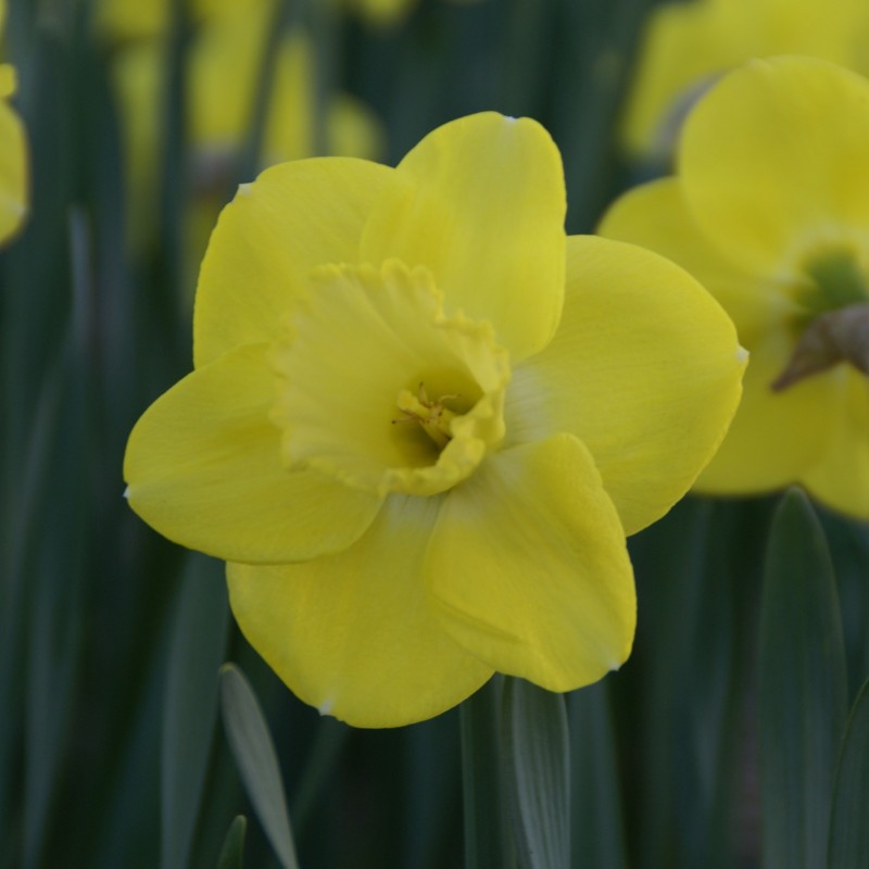 Narcissus 'Pay Day' Narcissus 'Pay Day'