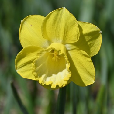 Narcissus 'Pay Day' Narcissus 'Pay Day'