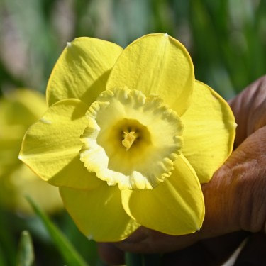 Narcissus 'Pay Day' Narcissus 'Pay Day'