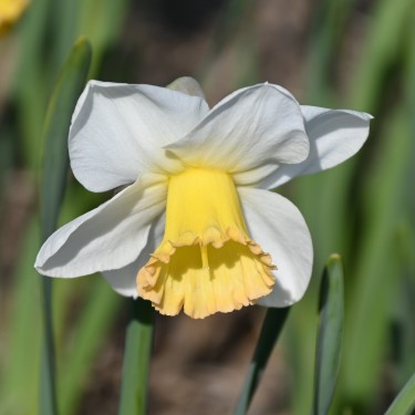 Narcissus 'Polar Sunset'