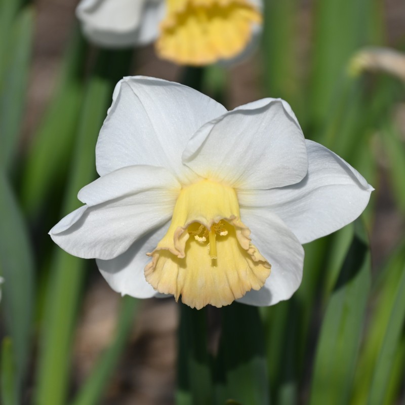 Narcissus 'Polar Sunset' Narcissus 'Polar Sunset'