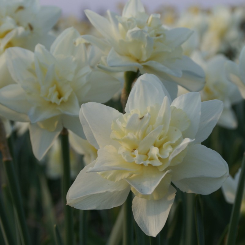 Narcissus 'Poolster' Narcissus 'Poolster'