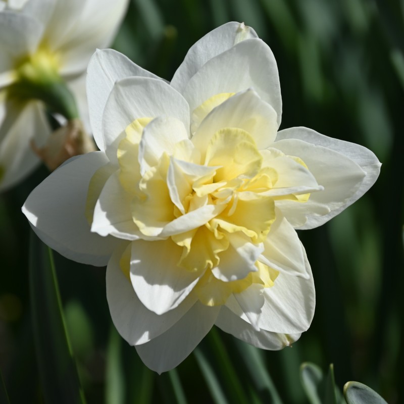 Narcissus 'Poolster' Narcissus 'Poolster'