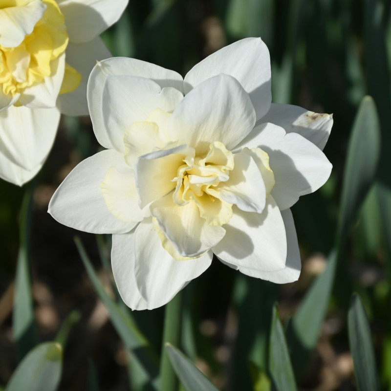 Narcissus 'Poolster' Narcissus 'Poolster'