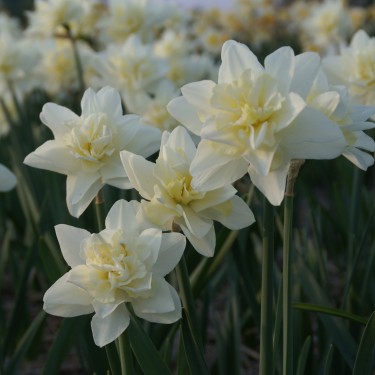 Narcissus 'Poolster' Narcissus 'Poolster'
