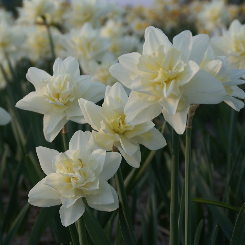 Narcissus 'Poolster' Narcissus 'Poolster'