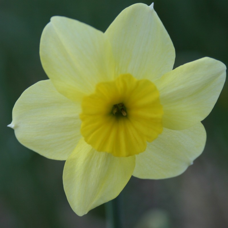 Narcissus 'Rikki' Narcissus 'Rikki'