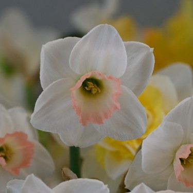 Narcissus 'Rimski'