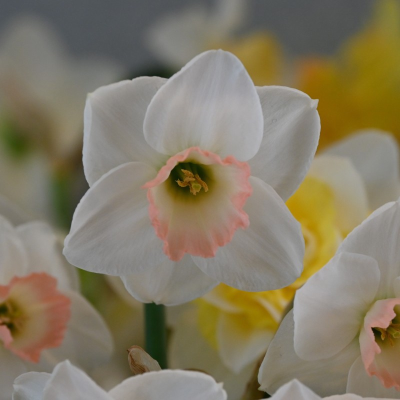 Narcissus 'Rimski' Narcissus 'Rimski'