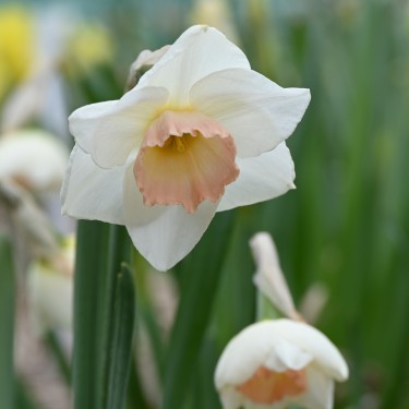 Narcissus 'Rimski' Narcissus 'Rimski'