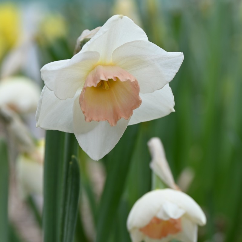 Narcissus 'Rimski' Narcissus 'Rimski'