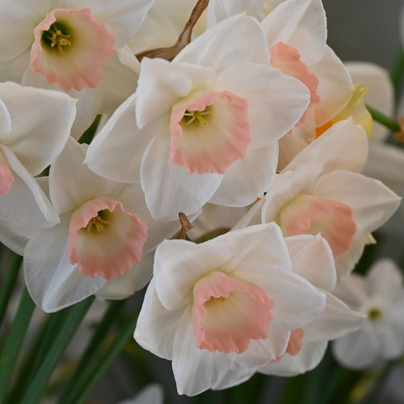 Narcissus 'Rimski' Narcissus 'Rimski'