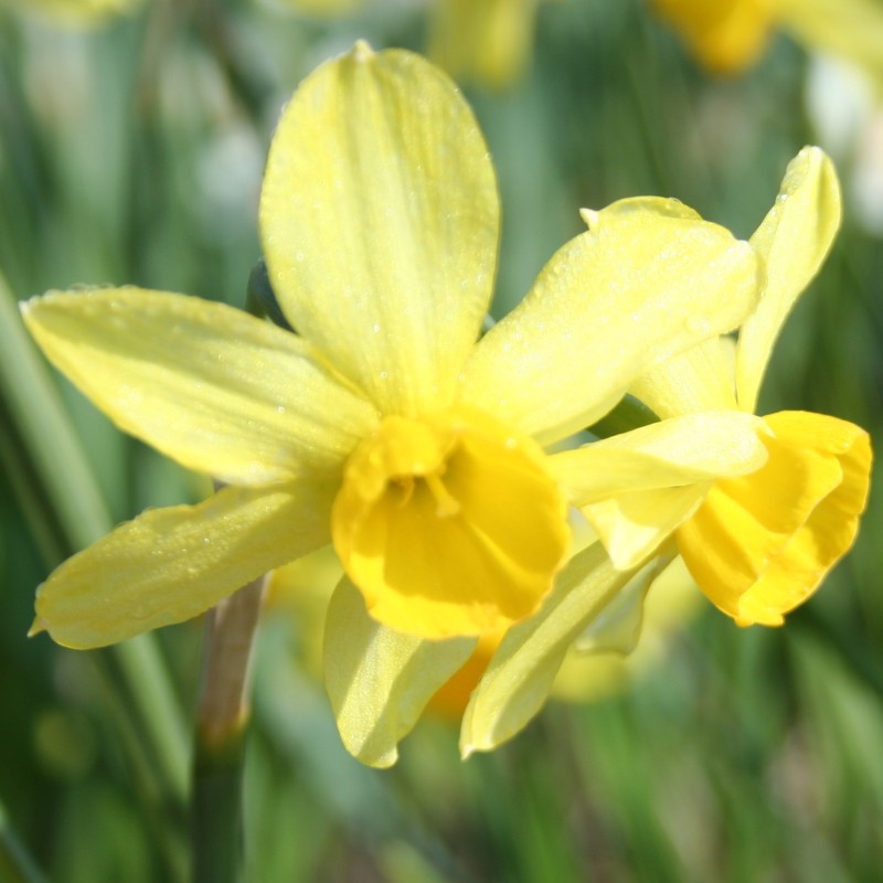 Narcissus 'Rosedown' Narcissus 'Rosedown'